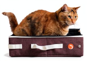 Collapsible Cat Litter Box by PREFERABLE CART-0